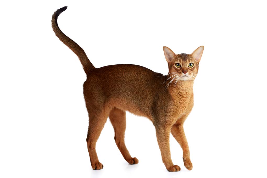 阿比西尼亚猫