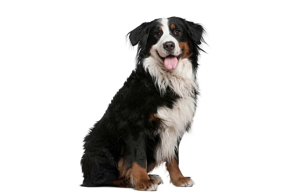 澳大利亚牧羊犬
