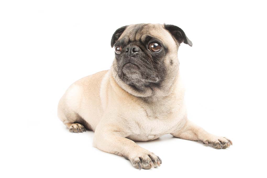 巴哥犬