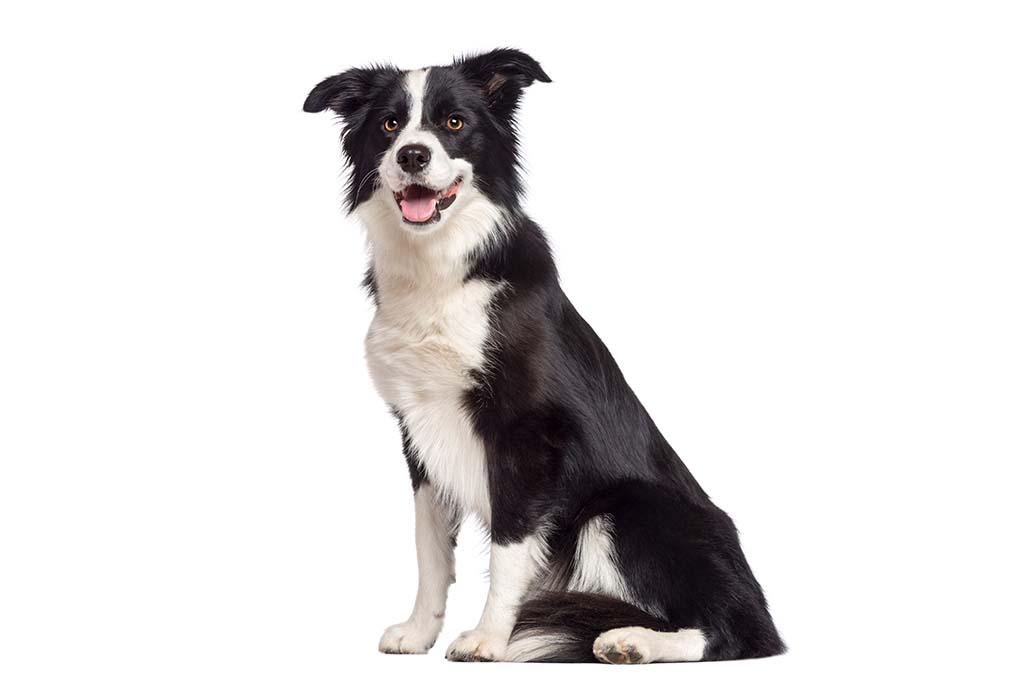 边境牧羊犬