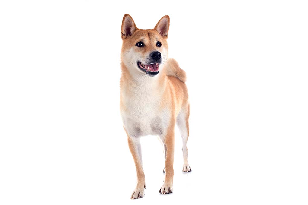 柴犬