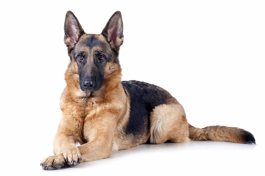 德国牧羊犬