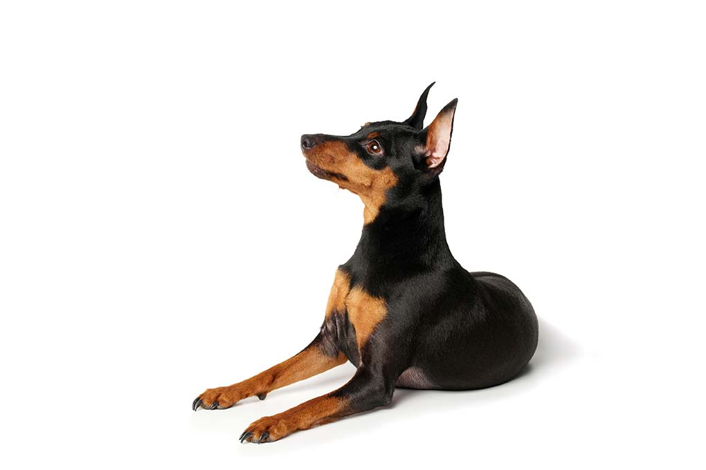 杜宾犬