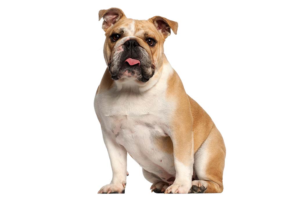 英国斗牛犬