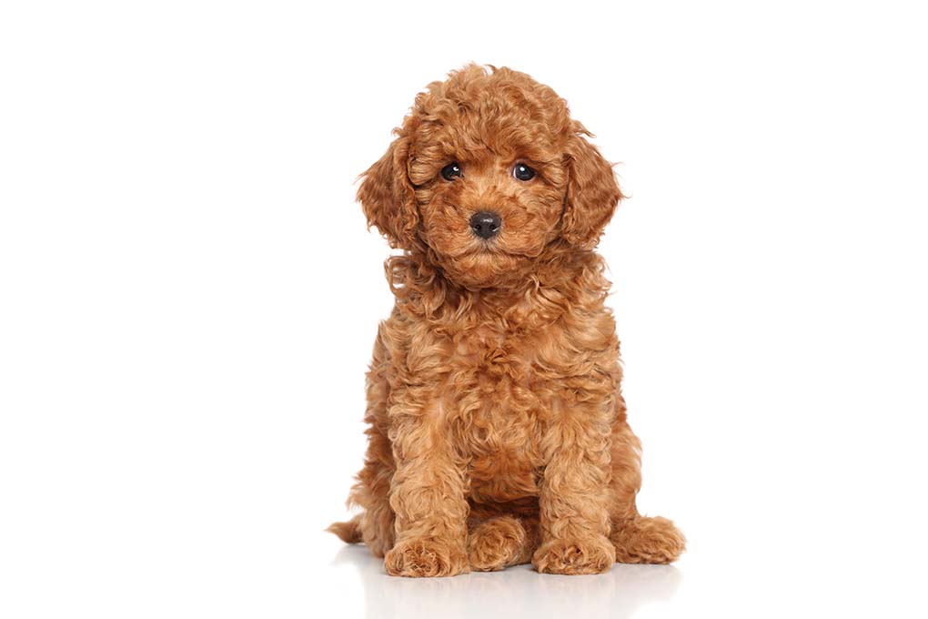 贵宾犬