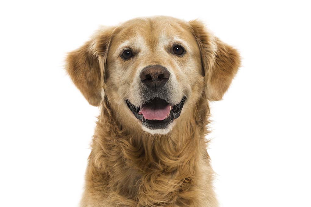 金毛寻回犬
