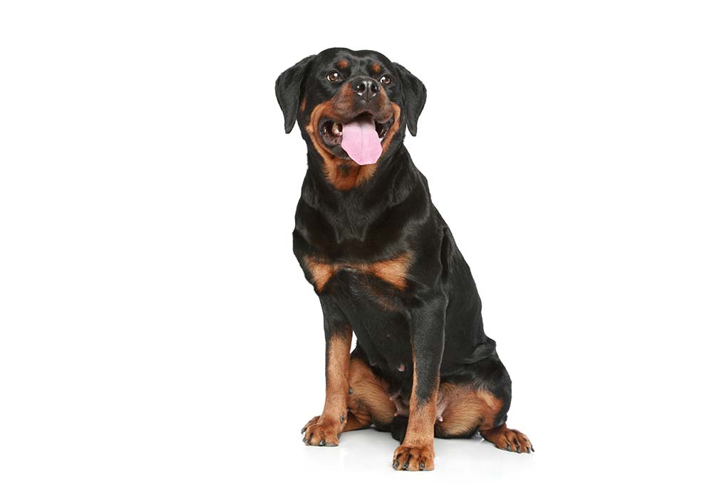 罗威纳犬