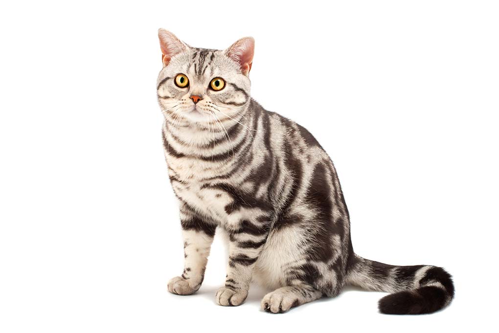 美国短毛猫