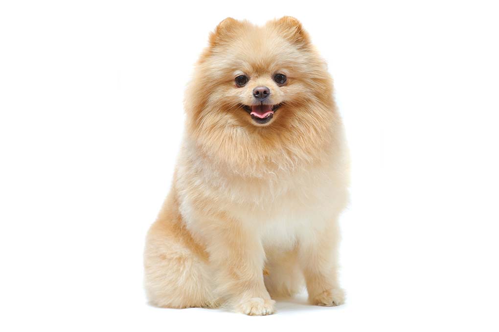 博美犬