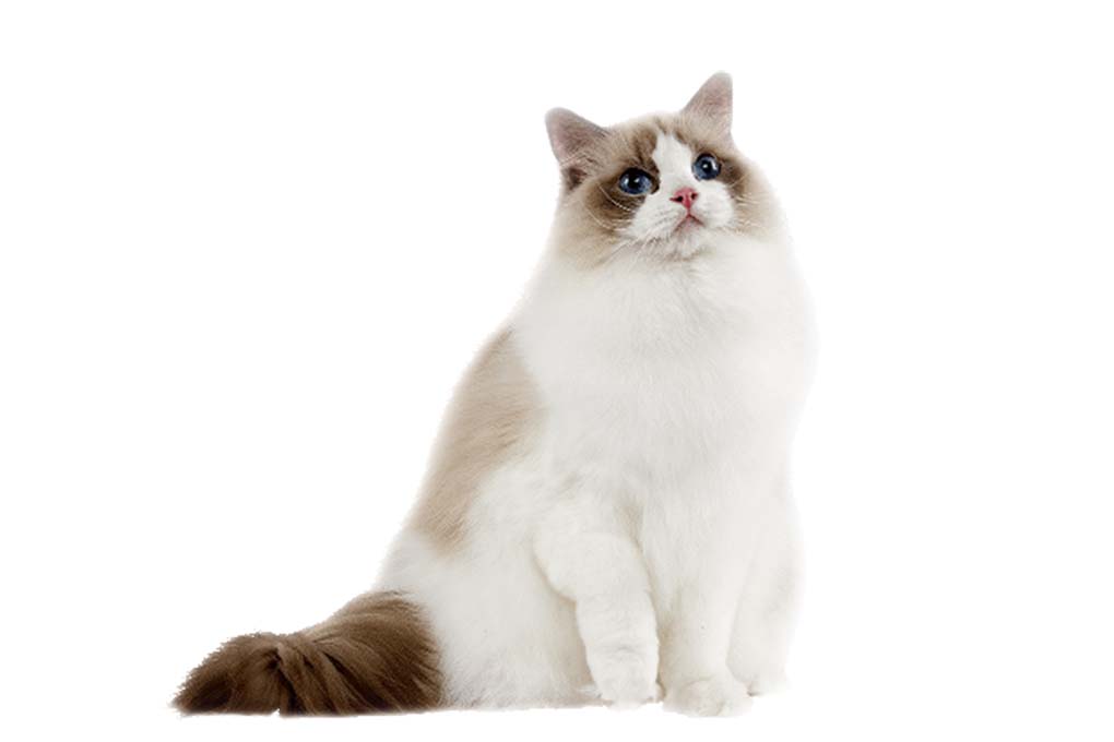 布偶猫