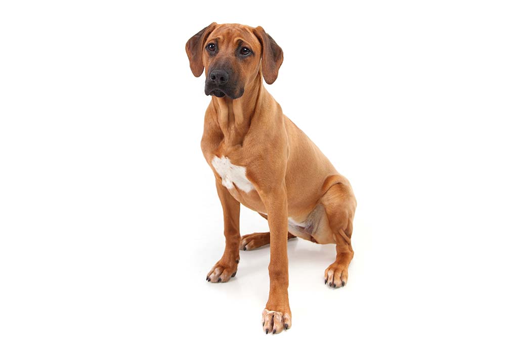 罗得西亚脊背犬