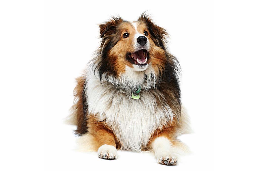喜乐蒂牧羊犬