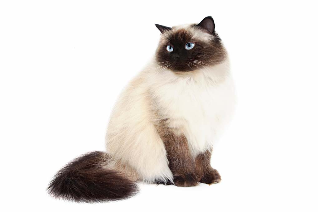 喜马拉雅猫