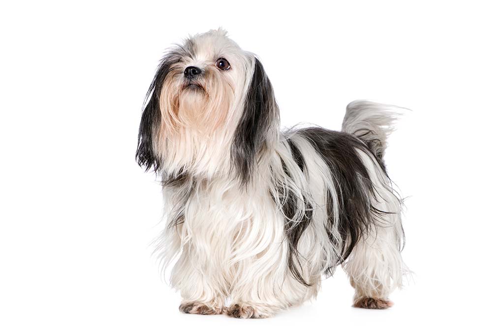 西施犬