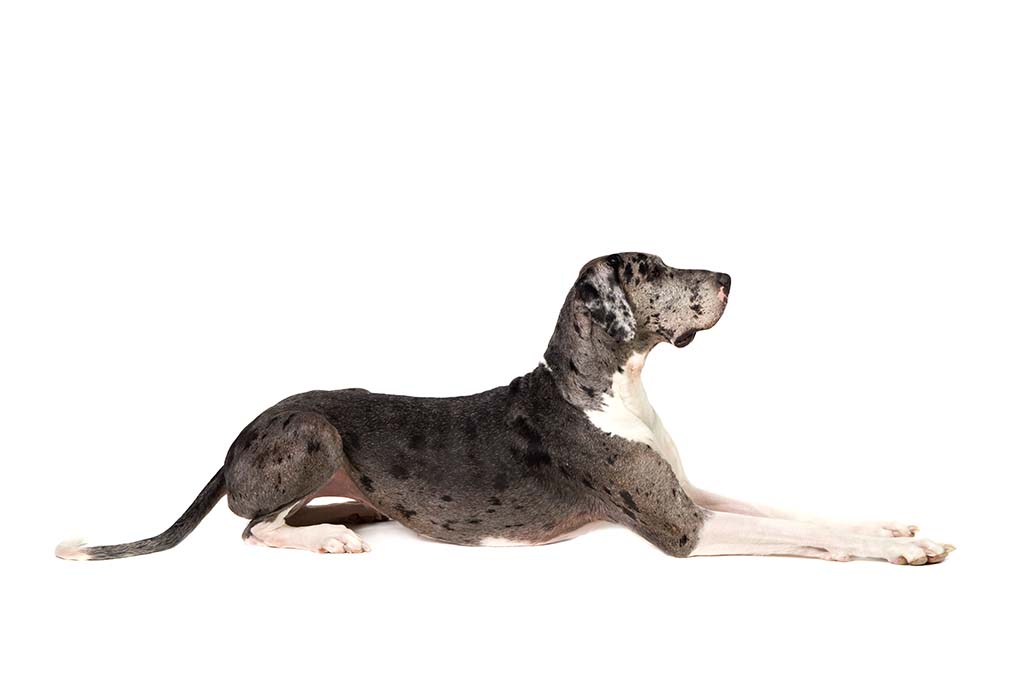 英国猎浣熊犬