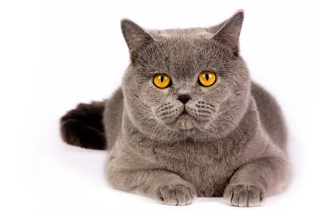 英国短毛猫
